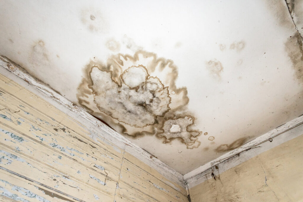 Mold Remediation