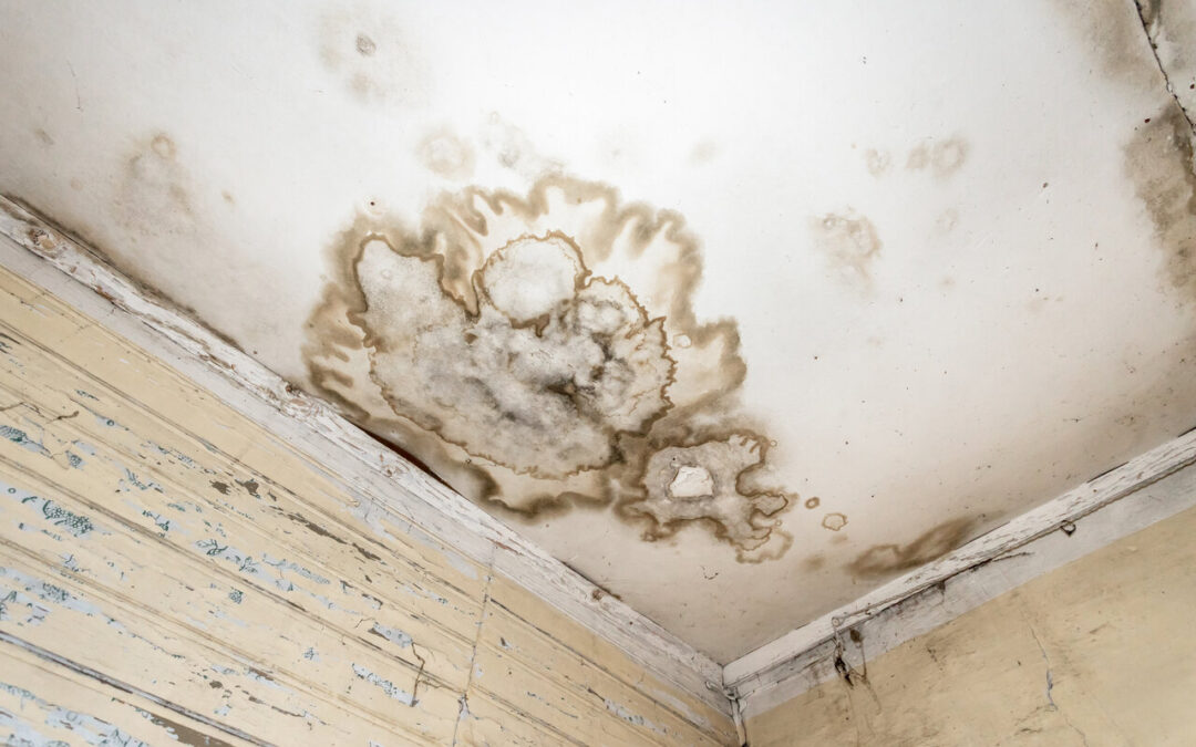 How quickly does mold grow after a flood?